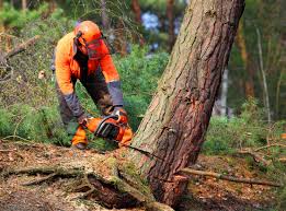 How Our Tree Care Process Works  in  Montrose, MN