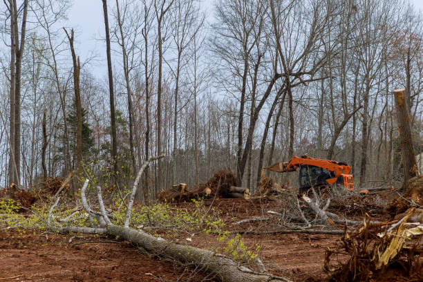 Reliable Montrose, MN Tree Removal Services Solutions